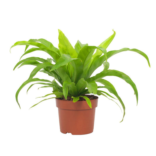 Asplenium Antiquum