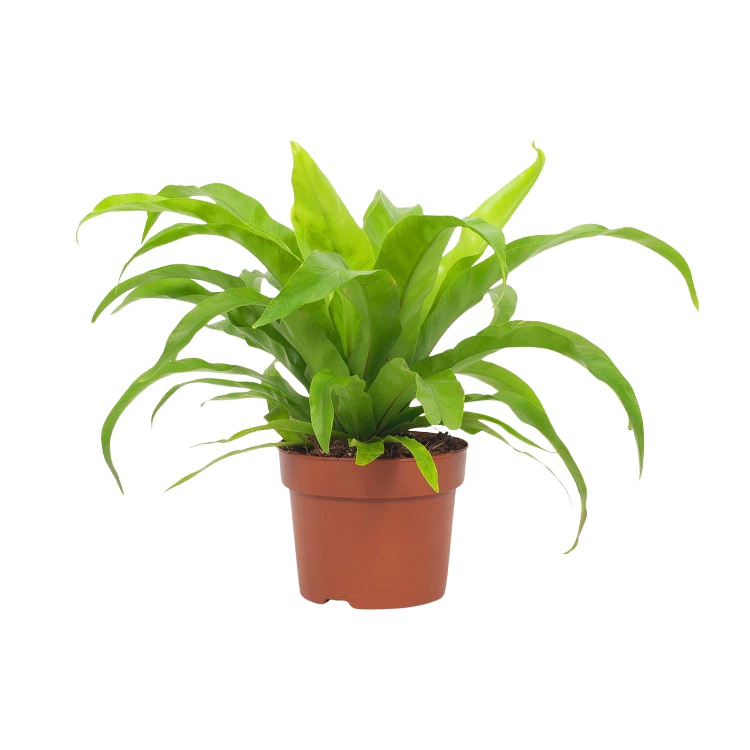Asplenium Antiquum