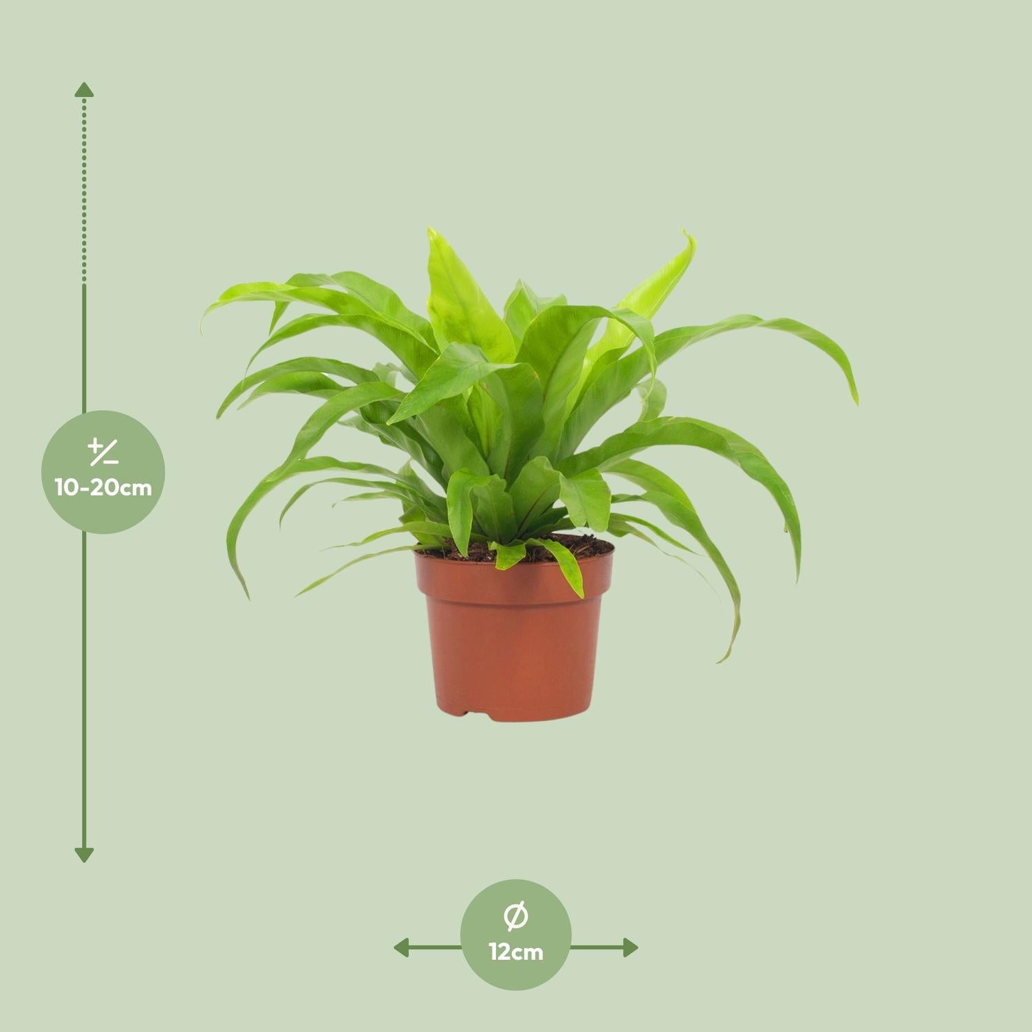 Asplenium Antiquum