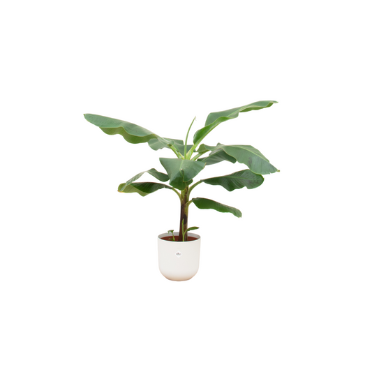 Bananenplant