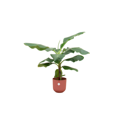 Bananenplant