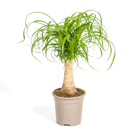 Beaucarnea Recurvata Stamm