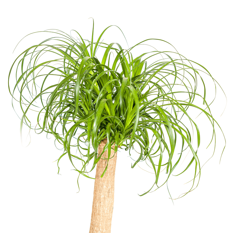 Beaucarnea Recurvata Stamm