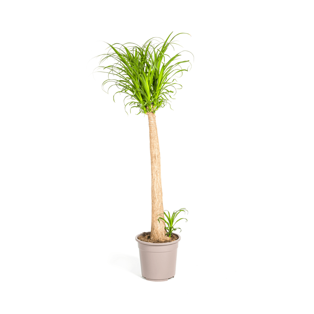 Beaucarnea Recurvata Stamm