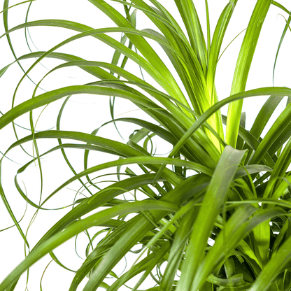 Beaucarnea Recurvata Stamm