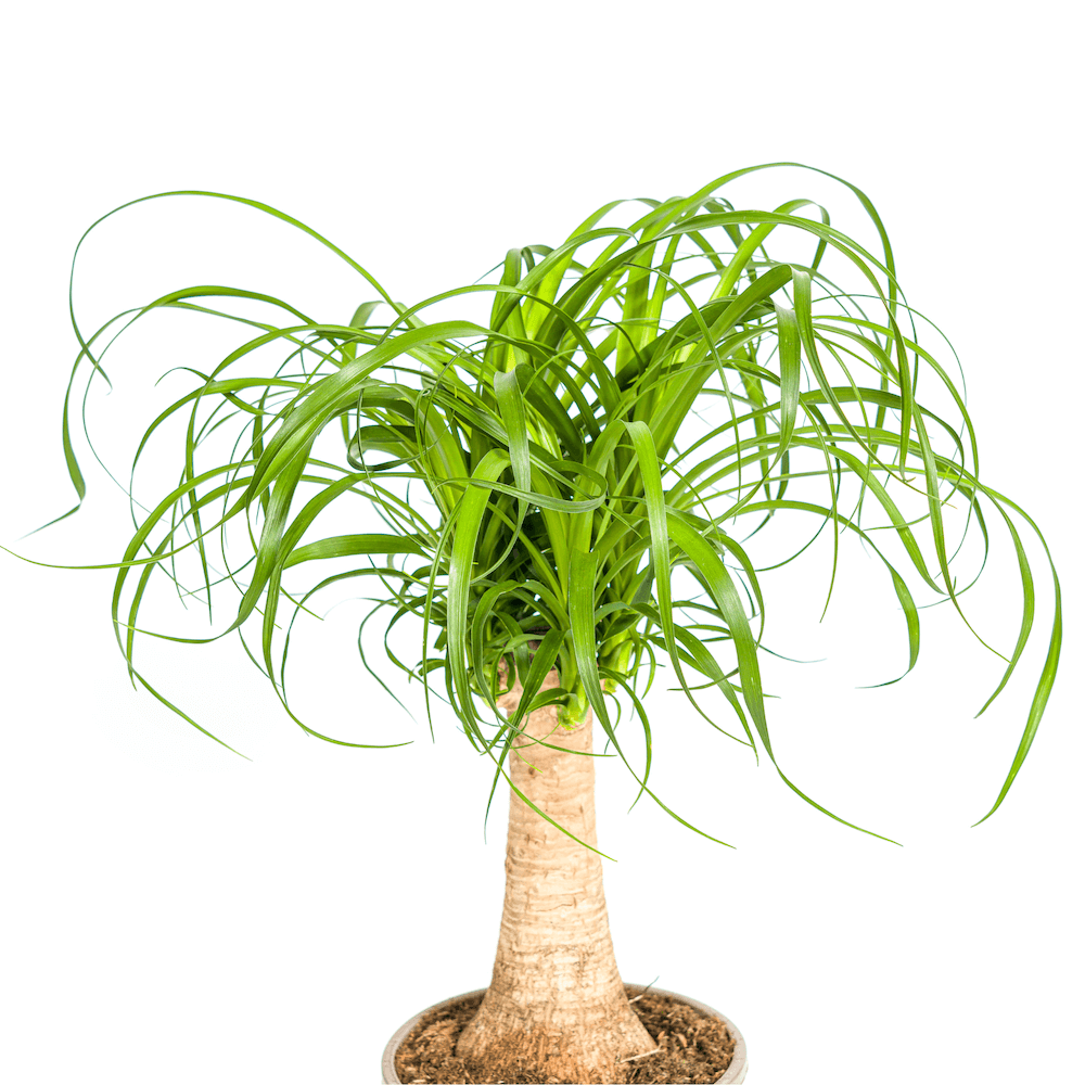 Beaucarnea Recurvata Stamm