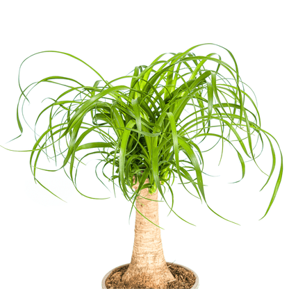 Beaucarnea Recurvata Stamm