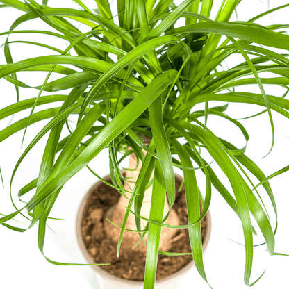 Beaucarnea Recurvata Stamm