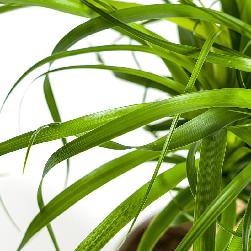 Beaucarnea Recurvata Stamm