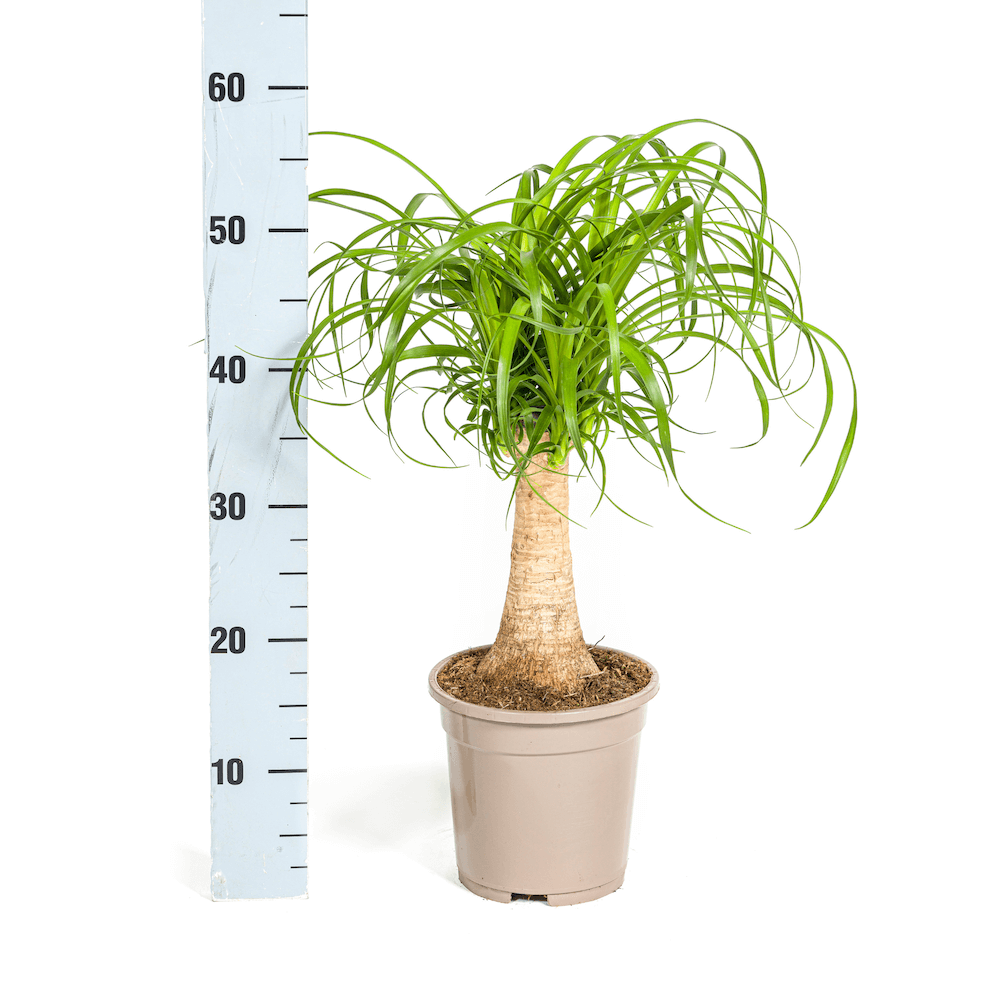 Beaucarnea Recurvata Stamm