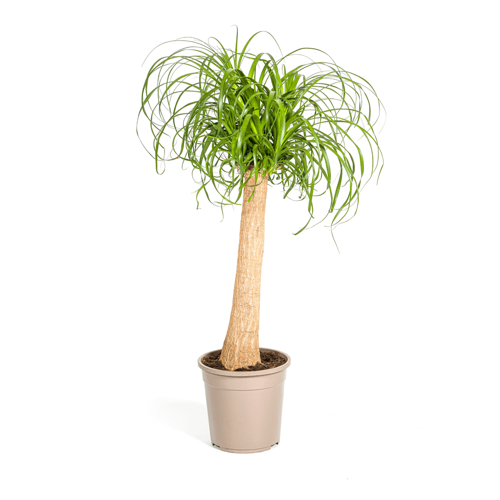 Beaucarnea Recurvata Stamm