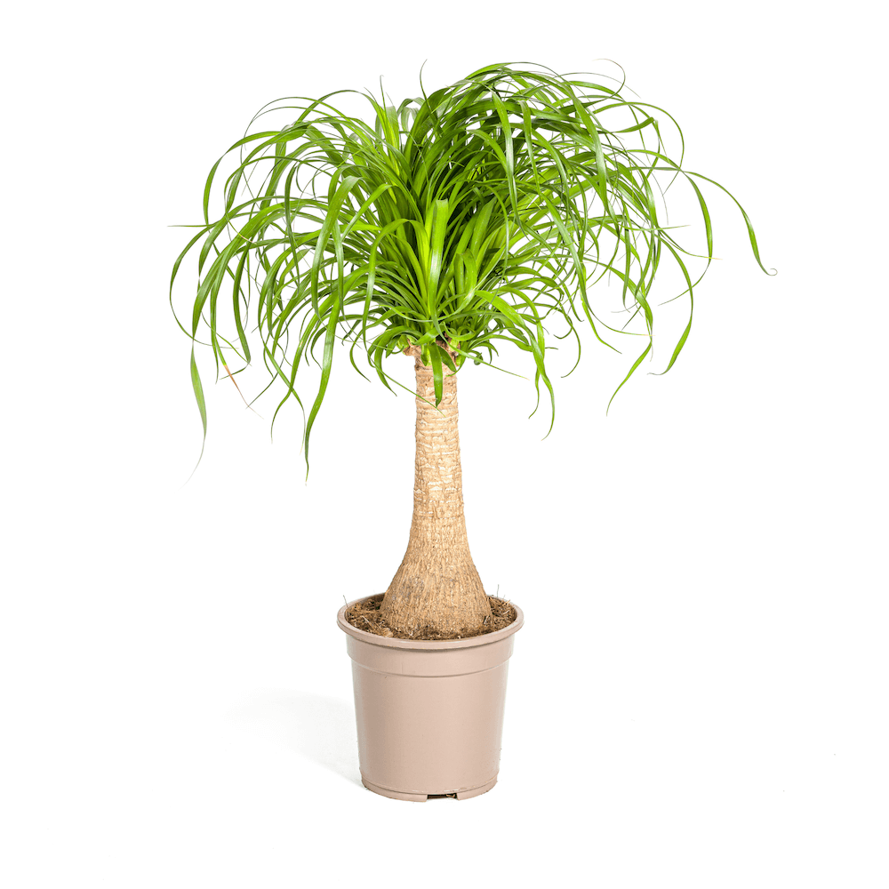 Beaucarnea Recurvata Stamm
