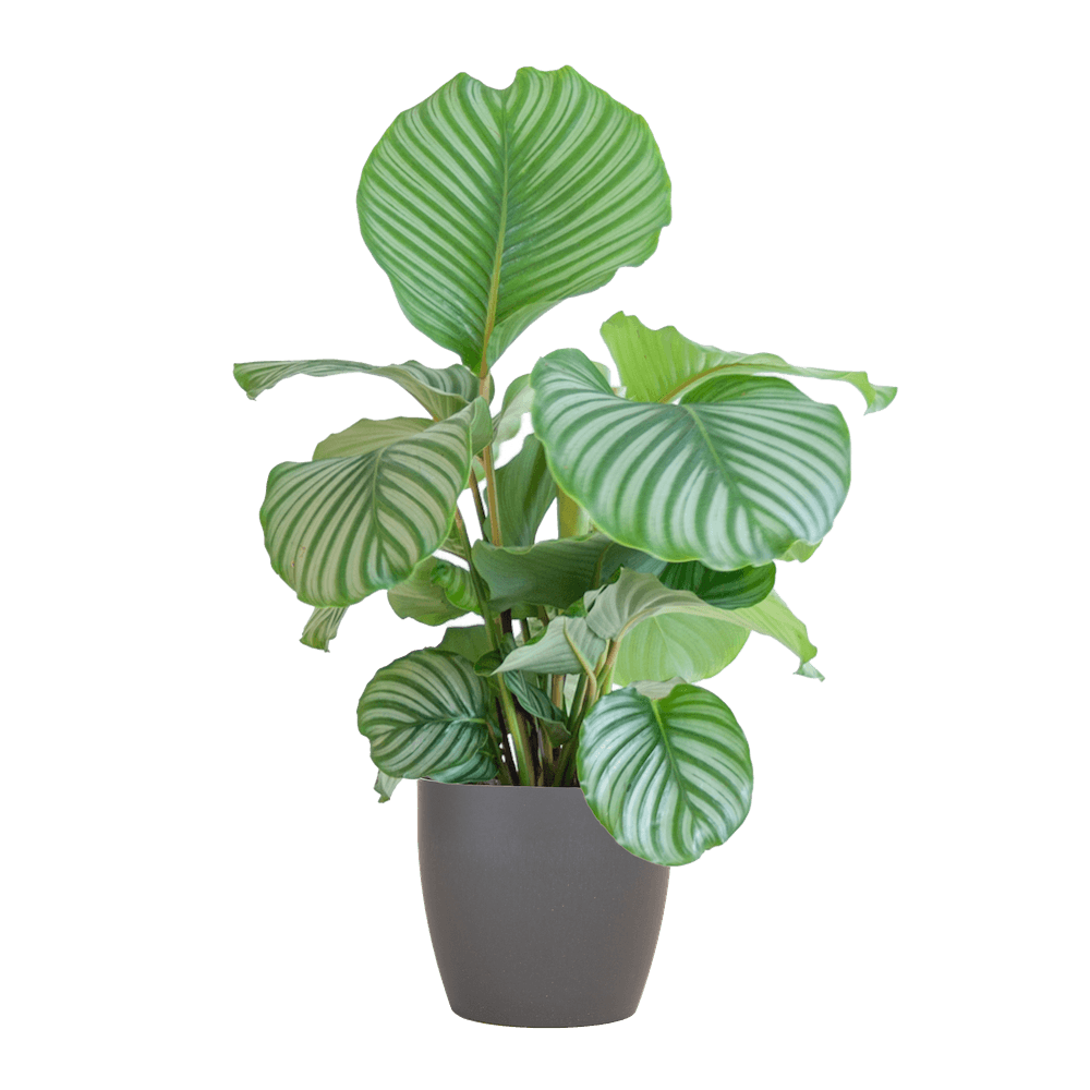 Calathea Orbifolia