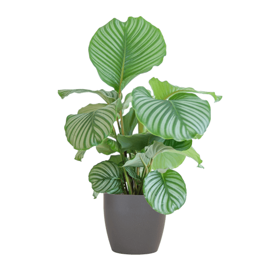 Calathea Orbifolia