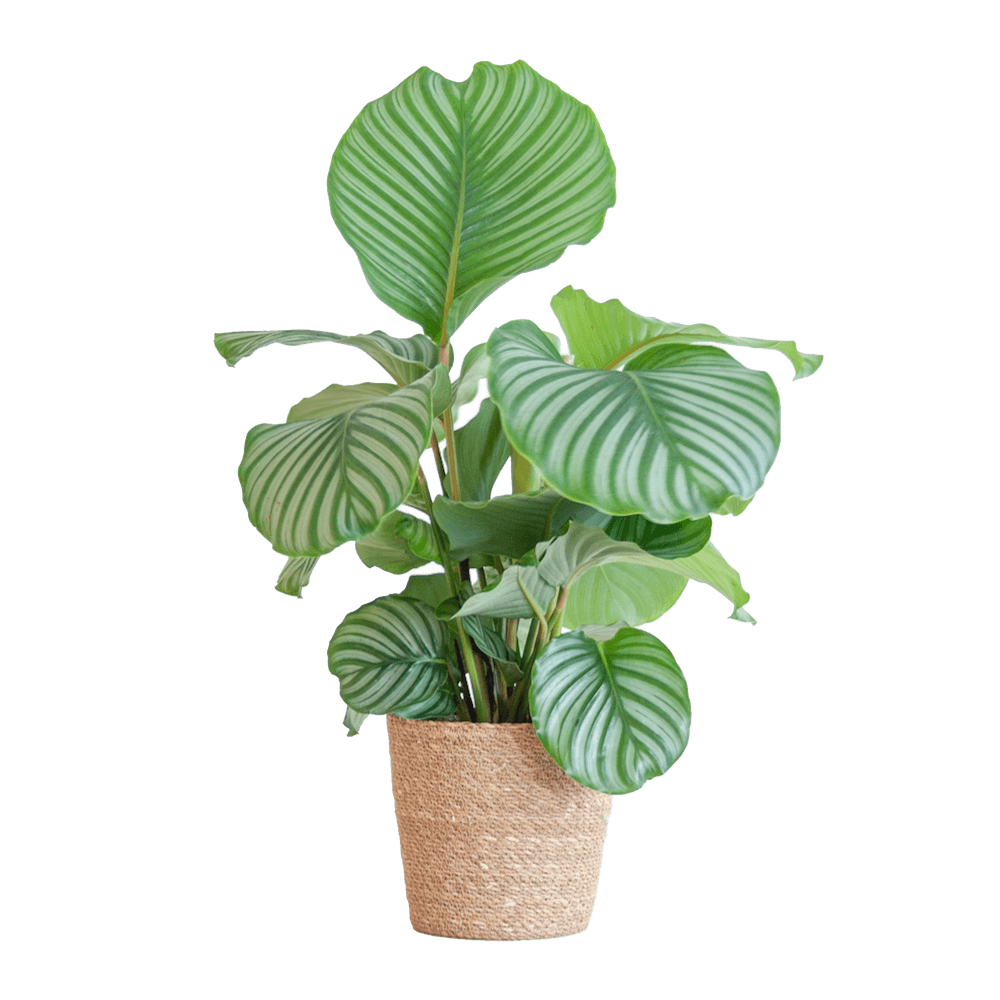 Calathea Orbifolia
