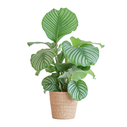 Calathea Orbifolia