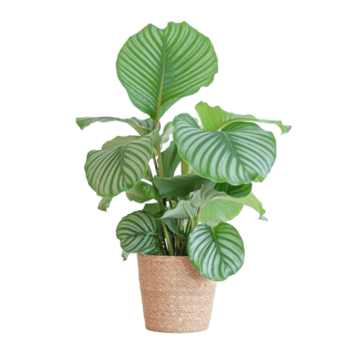 Calathea Orbifolia