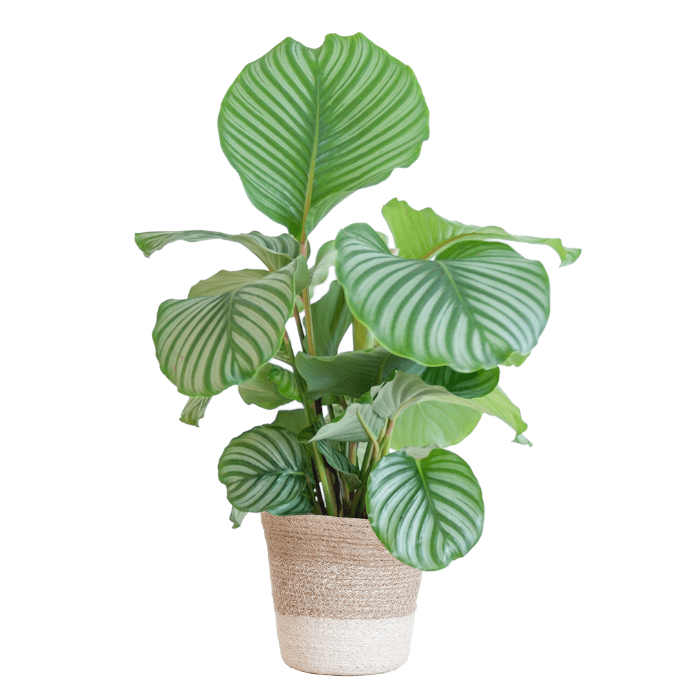 Calathea Orbifolia