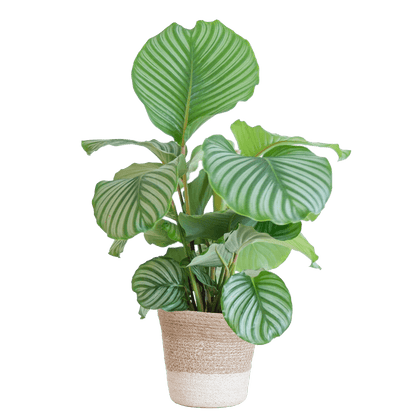 Calathea Orbifolia