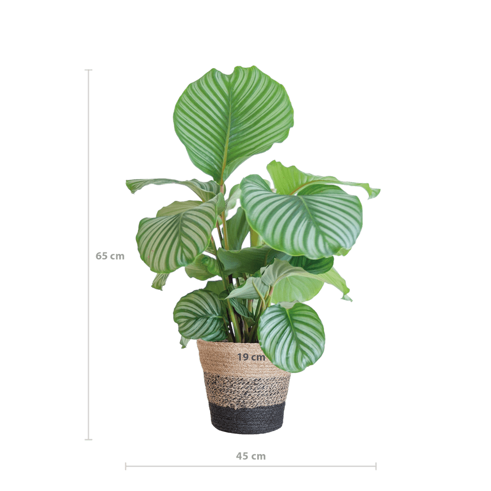 Calathea Orbifolia