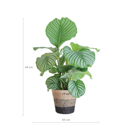 Calathea Orbifolia