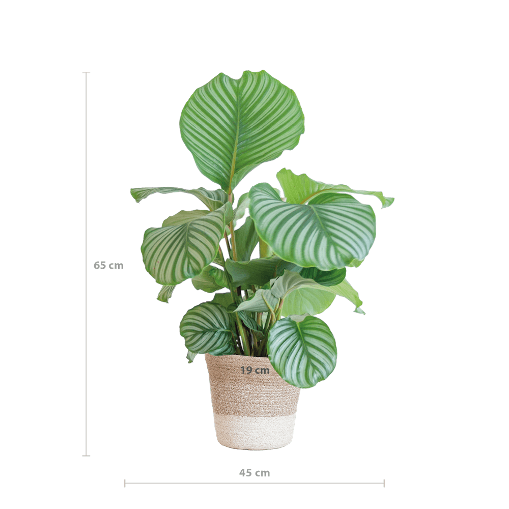 Calathea Orbifolia