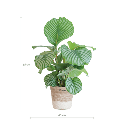 Calathea Orbifolia
