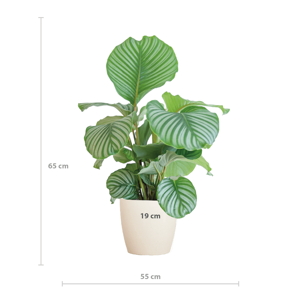Calathea Orbifolia