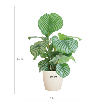 Calathea Orbifolia