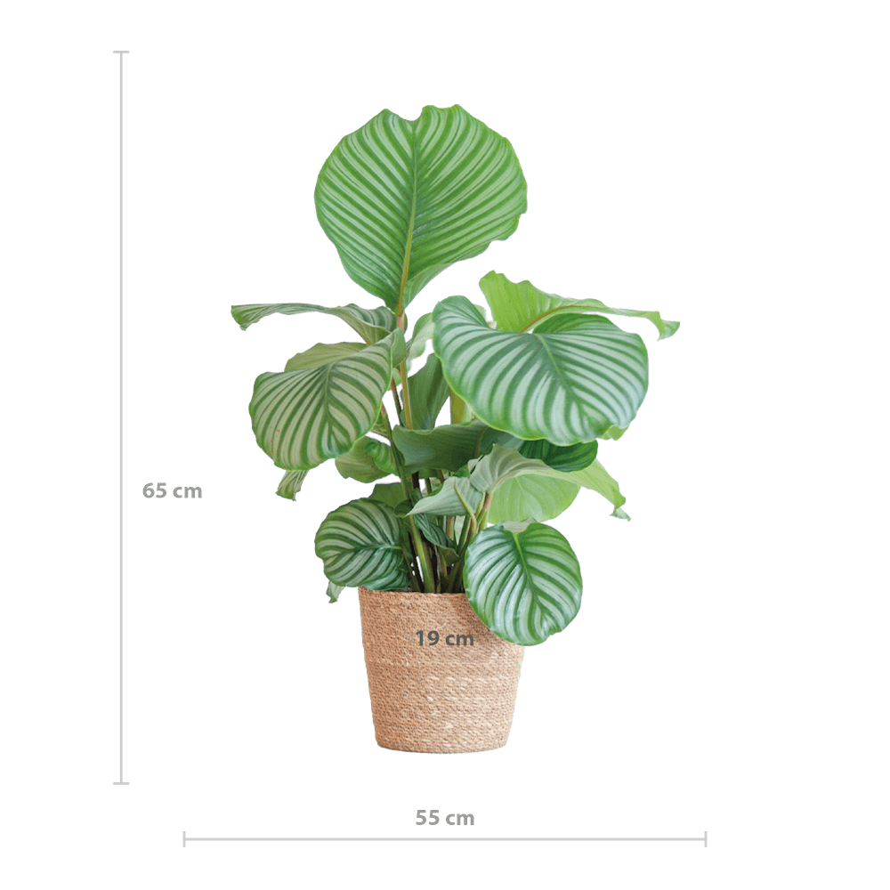 Calathea Orbifolia