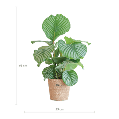 Calathea Orbifolia
