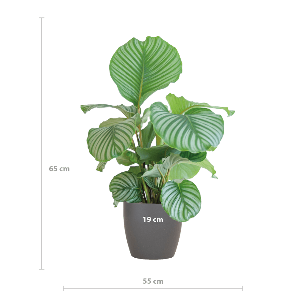 Calathea Orbifolia