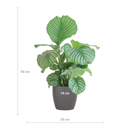 Calathea Orbifolia