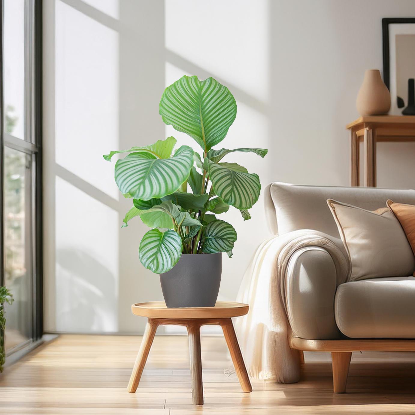 Calathea Orbifolia