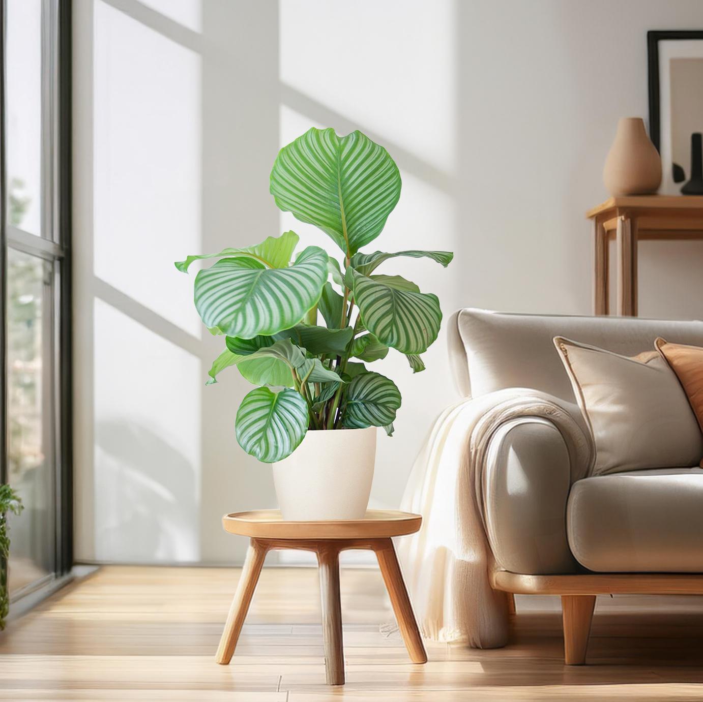 Calathea Orbifolia