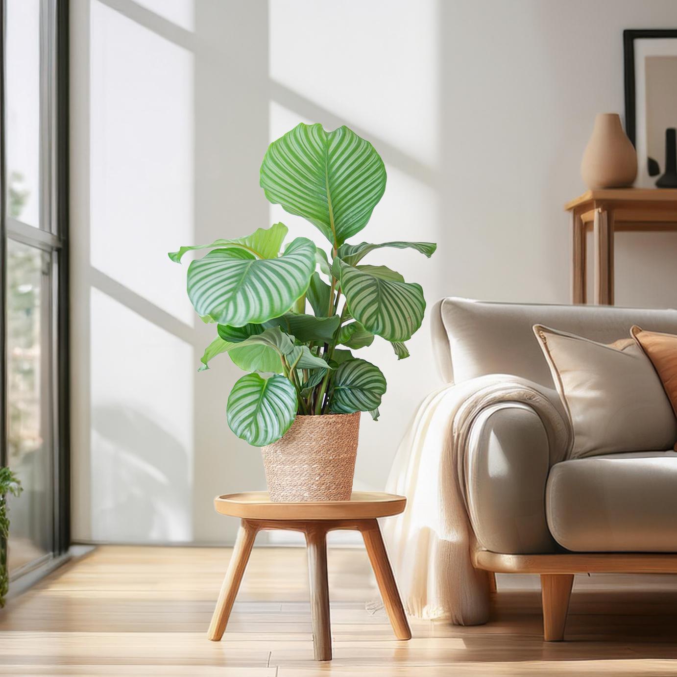 Calathea Orbifolia