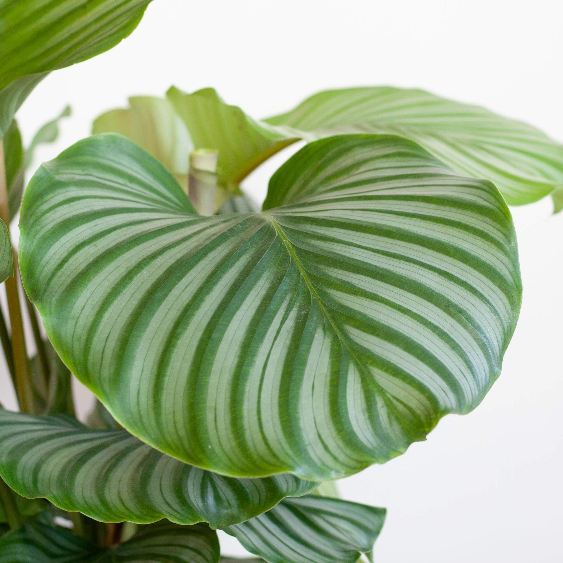 Calathea Orbifolia