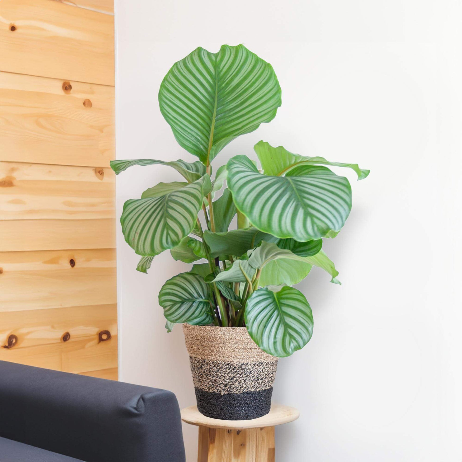 Calathea Orbifolia