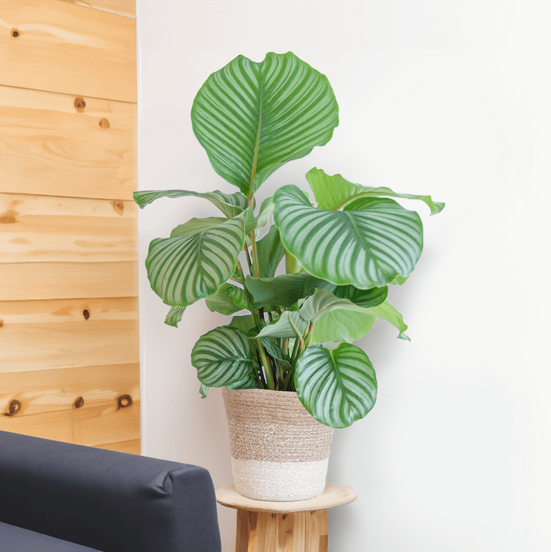 Calathea Orbifolia