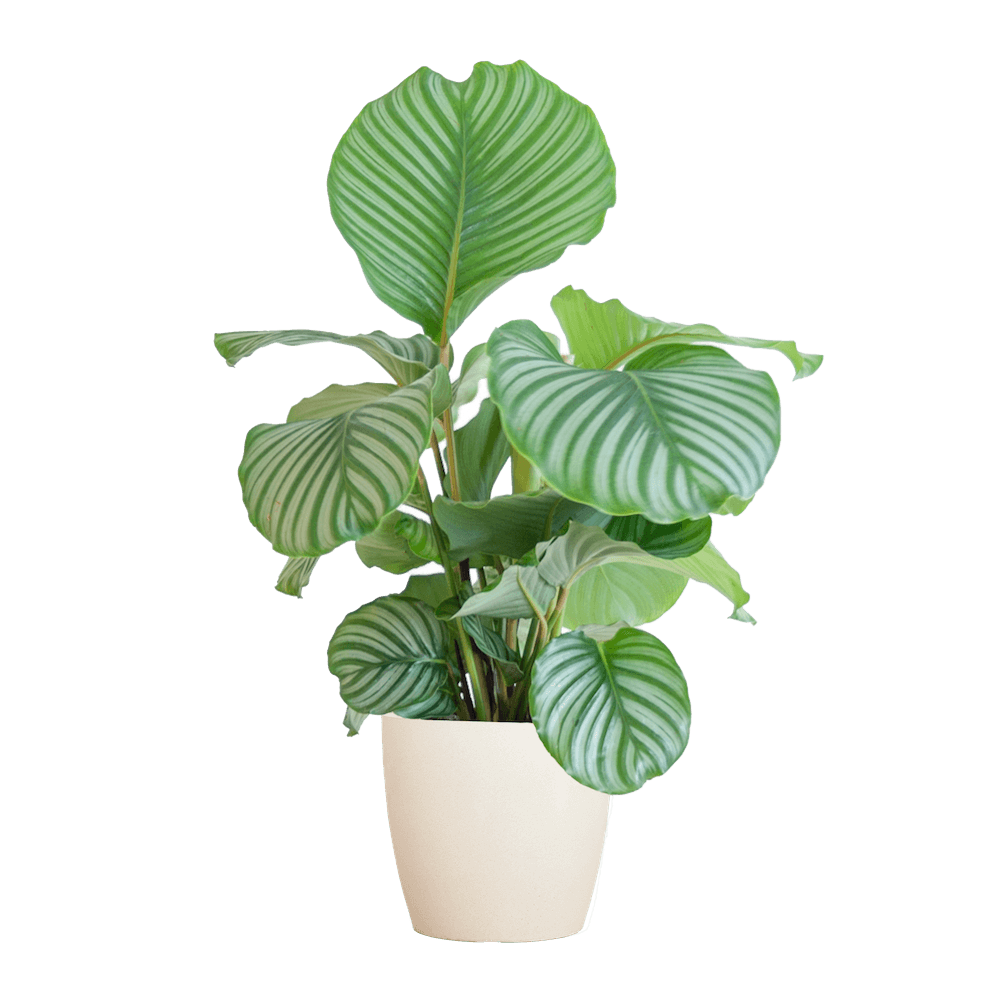 Calathea Orbifolia