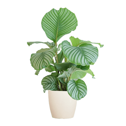 Calathea Orbifolia