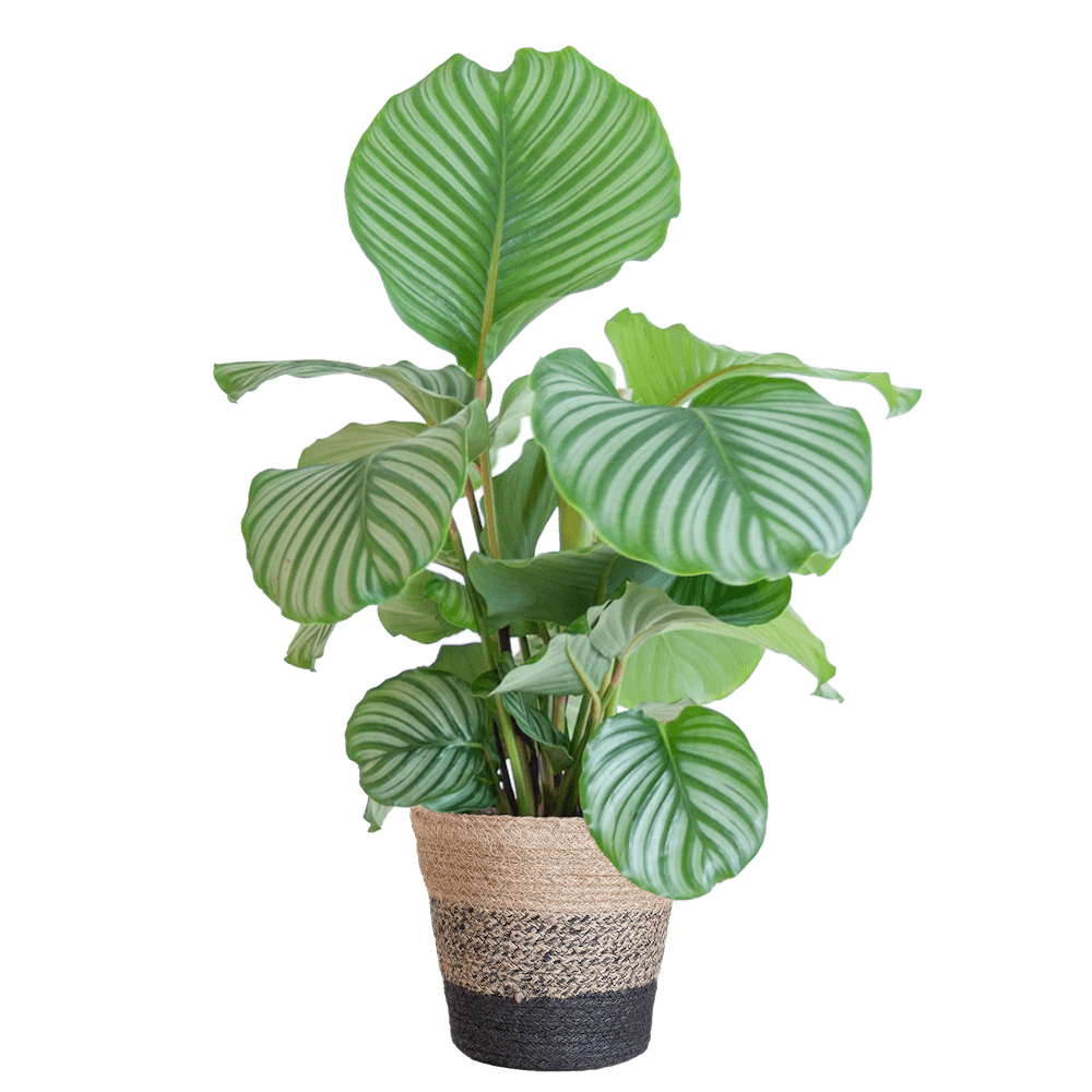 Calathea Orbifolia