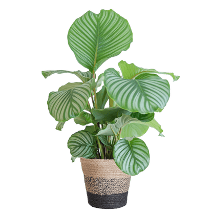 Calathea Orbifolia