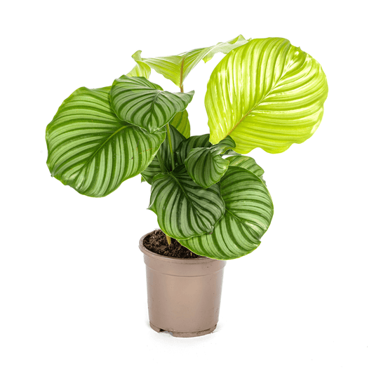 Calathea Orbifolia