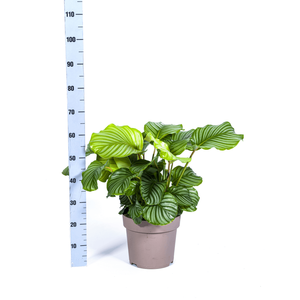 Calathea Orbifolia