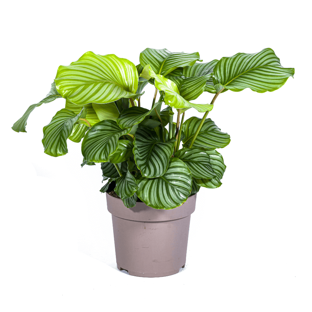 Calathea Orbifolia