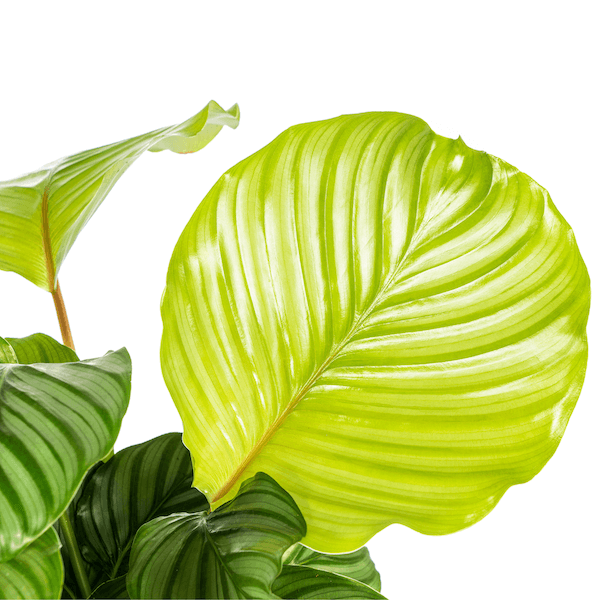 Calathea Orbifolia