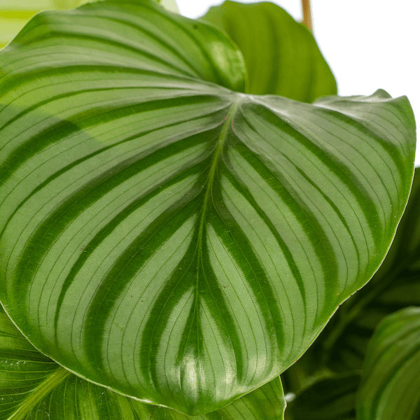 Calathea Orbifolia