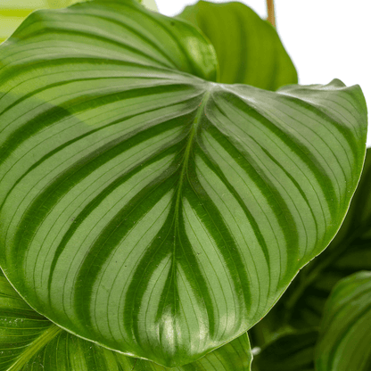 Calathea Orbifolia