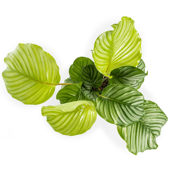 Calathea Orbifolia